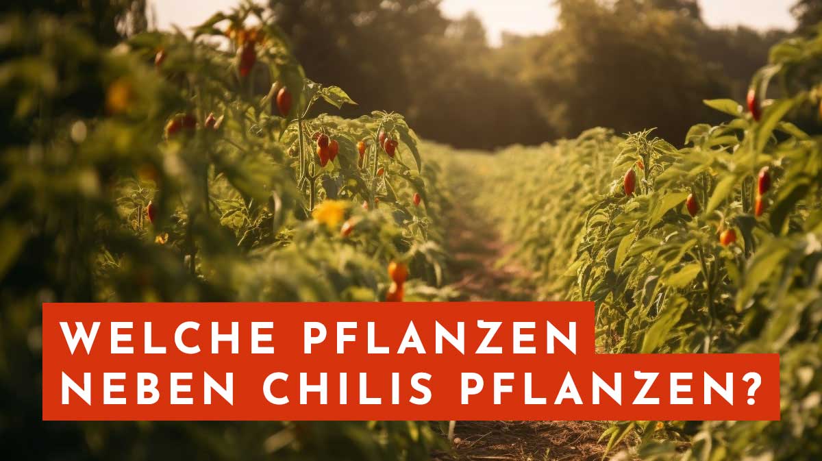 Welche Pflanzen zusammen mit Chilis pflanzen?