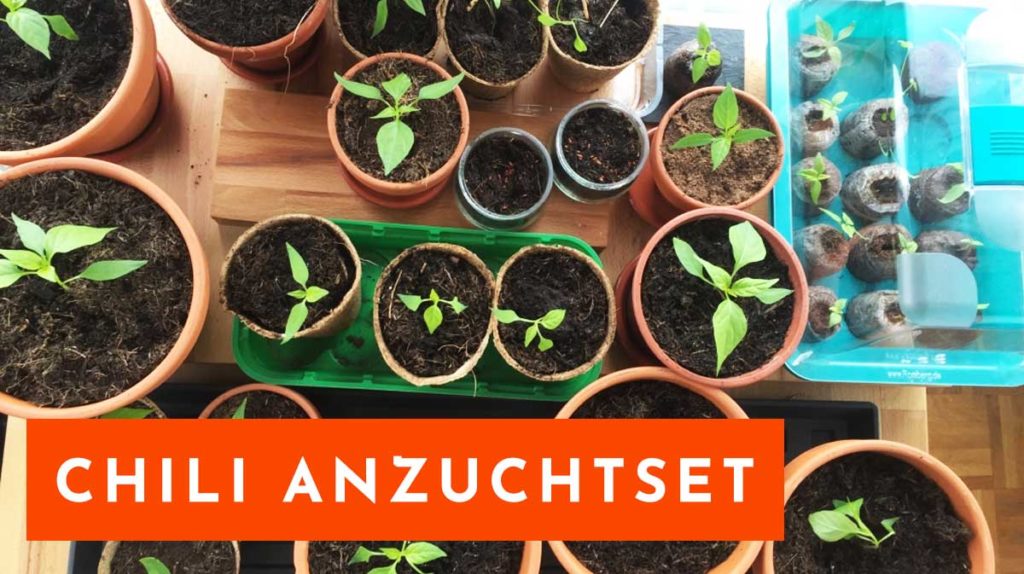 Chili Anzuchtset